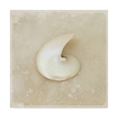 Trademark Fine Art Lightboxjournal 'Gypsy Sea Shell Spiral' Canvas Art, 18x18 ALI23648-C1818GG
